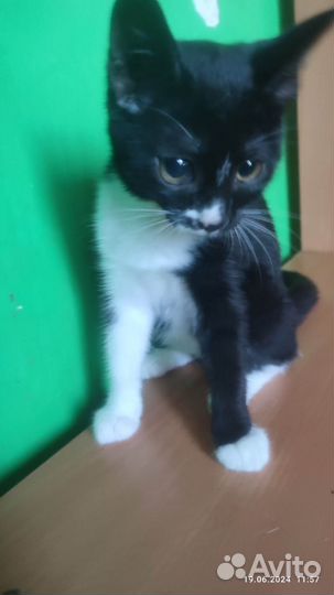 Красивый котенок мальчик