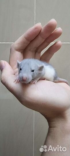 Крысята голубые крысята крысы крысята дамбо