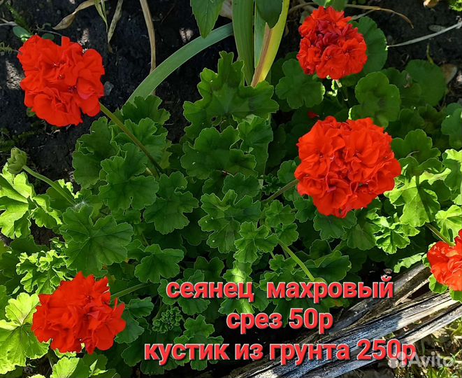 Пеларгония герань сортовая