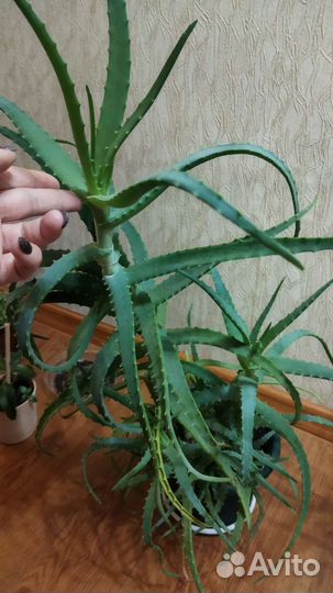 Алоэ лечебный