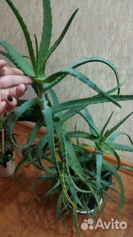 Алоэ лечебный