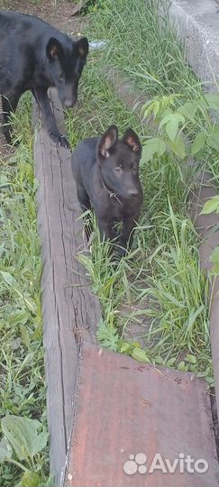 Восточная овчарка