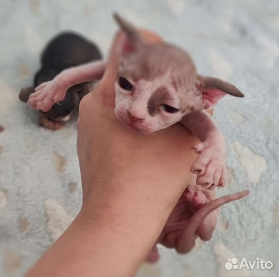 Канадский сфинкс