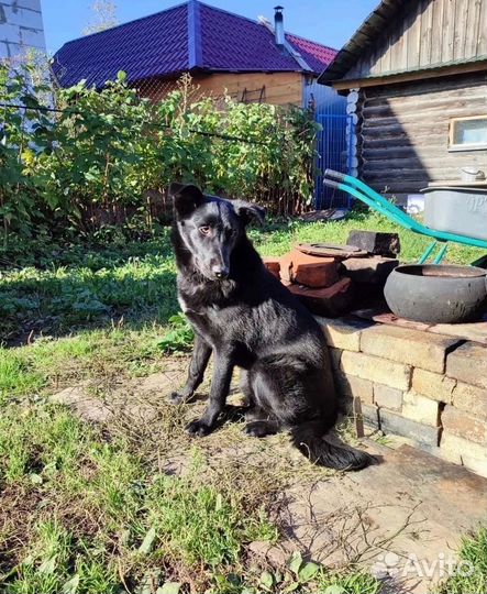 Брюнетка Соня, стерилизована