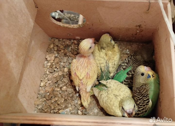 Птенцы попугая получехи 1 месяц