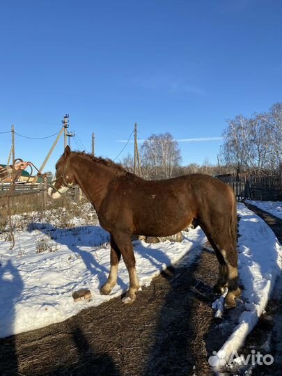 Жеребец советский тяжеловоз