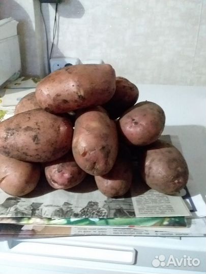 Продаю домашнюю картошку