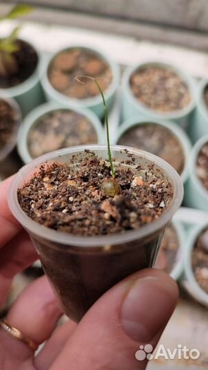 Суккулент Schizobasis Intricata