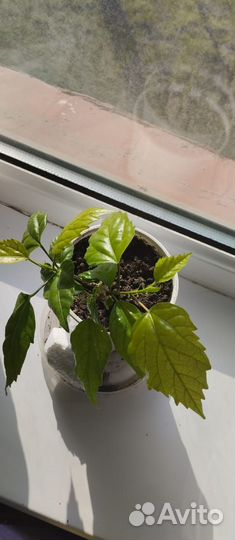 Комнатные растения цветы роза китайская и фиалки