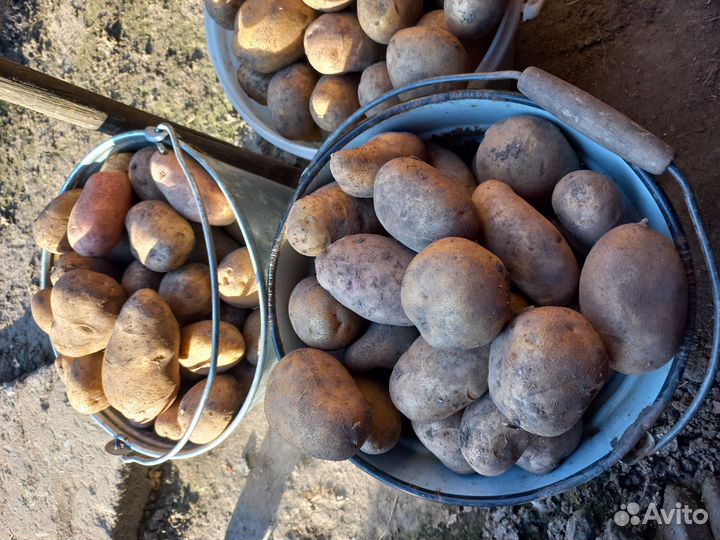 Продам картофель