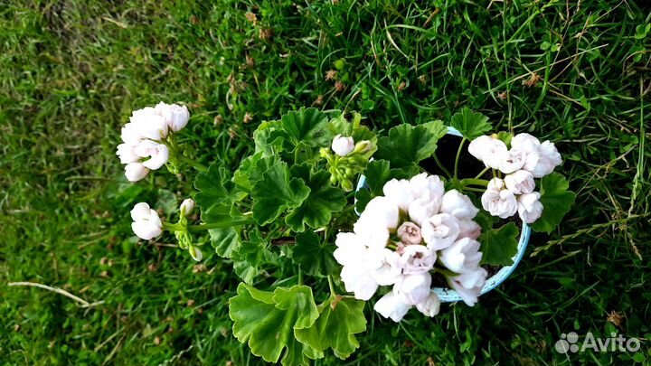 Герань тюльпановидная