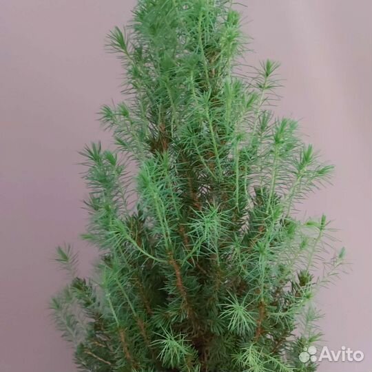 Ель Доставка растений Тюмень