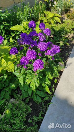 Скученный колокольчик