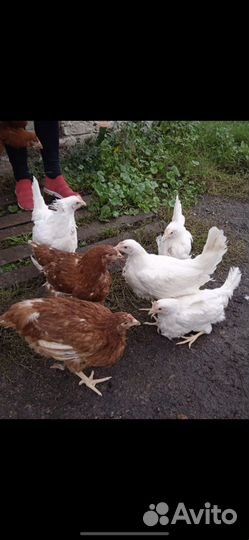 Куры несушки