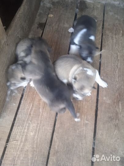 Продаются щенки западно- сибирской лайки