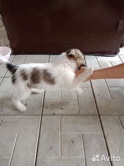 Собака в добрые руки отдам бесплатно