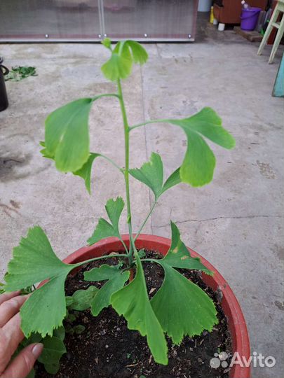 Гинго билоба