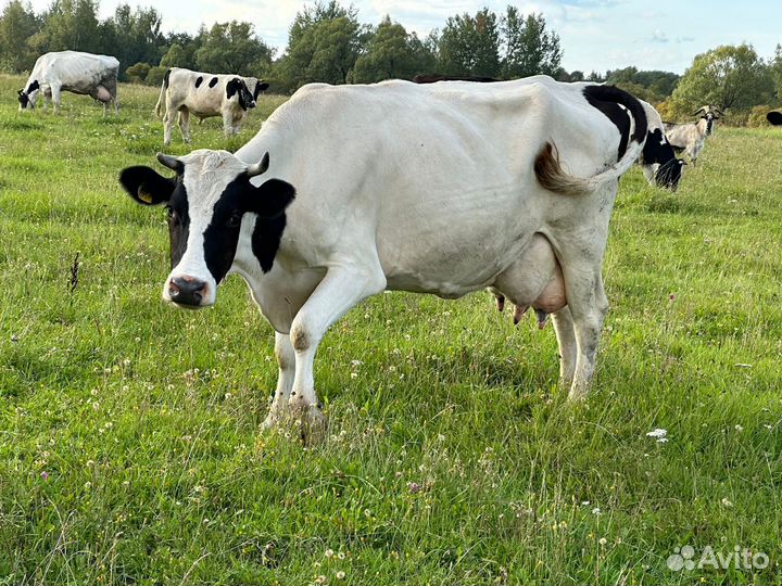 Корова дойная