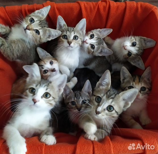 Котята в добрые руки