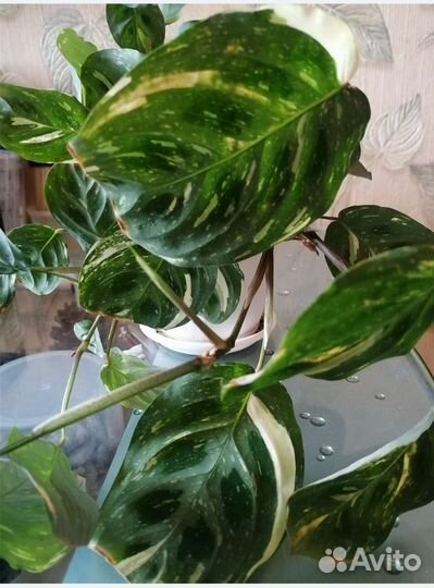 Маранта Lemon Lime и другие