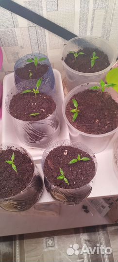 Перчик на подоконнике, острый. Однолетка