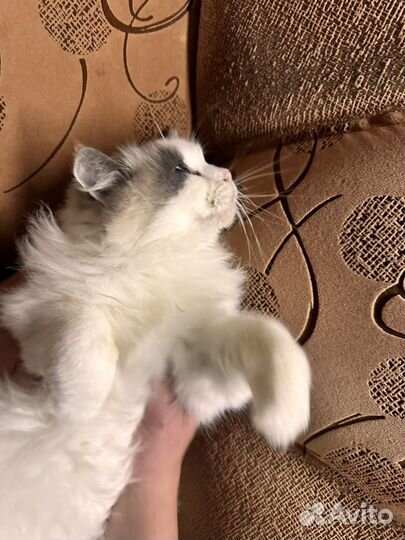 Кошка рэгдолл в качестве любимца