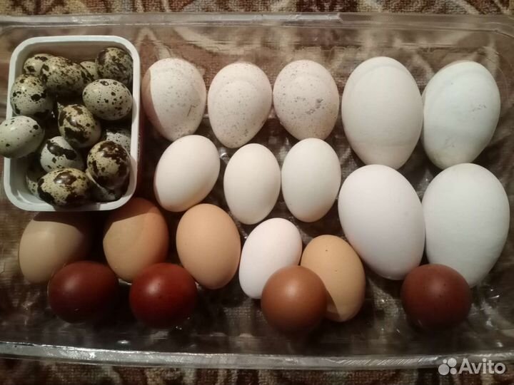 Яйца перепелиные, куриные, гусиные, индюшиные