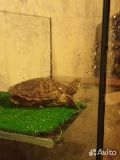 Красноухая черепаха