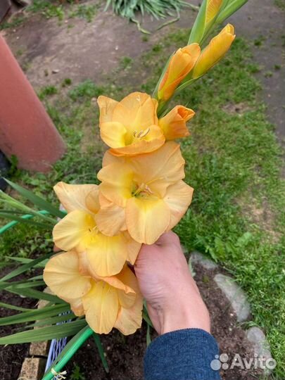 Гладиолусы луковицы
