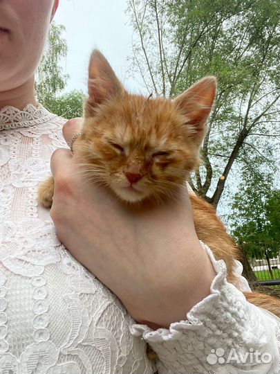 В дар рыжего котенка