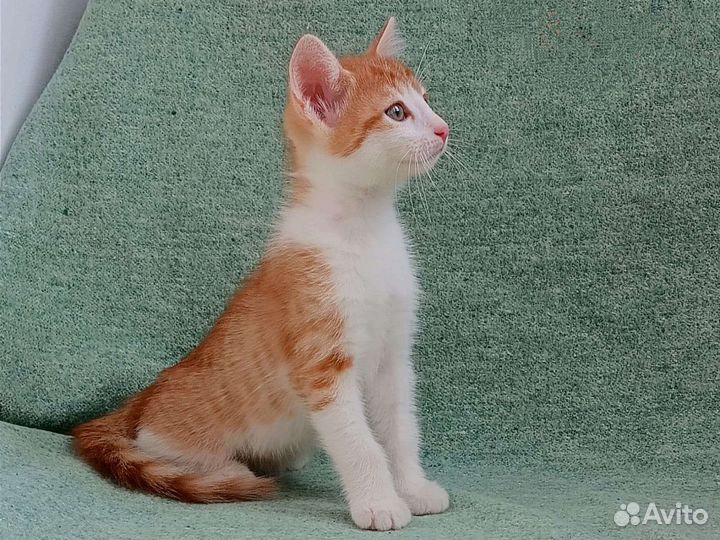 Котенок рыжий