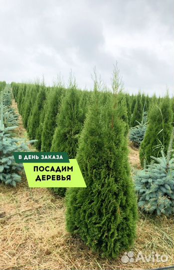 Туя Смарагд,Брабант,Колумна