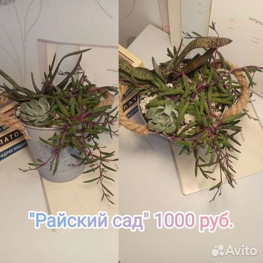 Флорариумы, суккуленты, готовый подарок