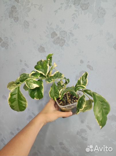 Лимон вариегатный