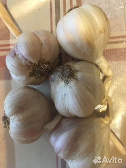 Чеснок на посадку весной