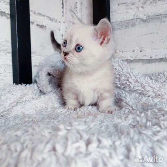 Котята манчкин