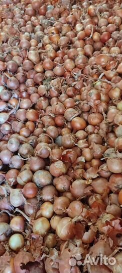 Лук оптом