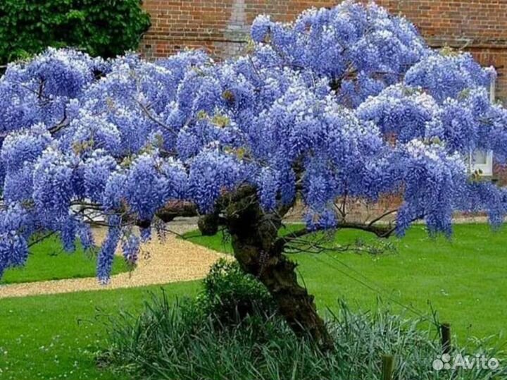 Лиана Глициния разных цветов