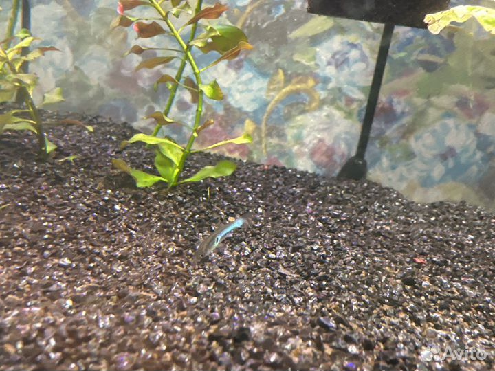 Гуппи неоны