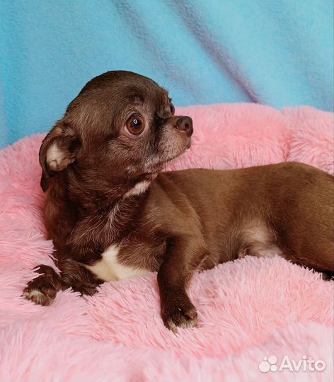 Девочка чихуахуа 3 года