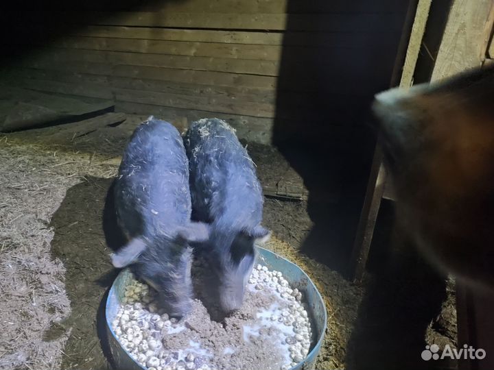 Поросята венгерской мангалицы