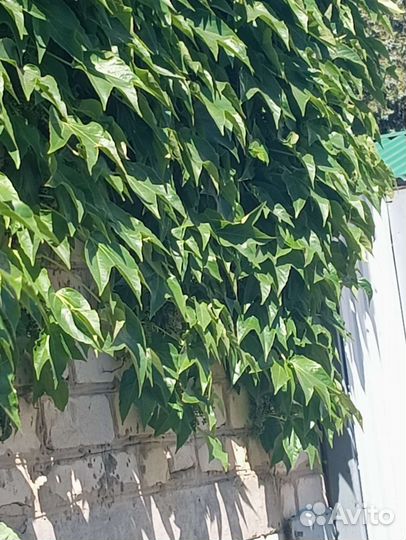 Виноград триостренный Вичи