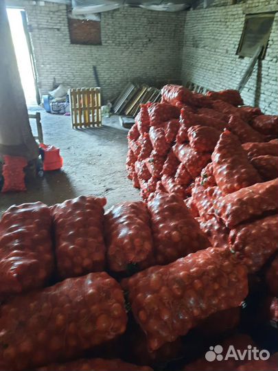 Сорт Эйфория