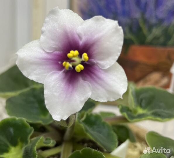 Детки сортовых фиалок