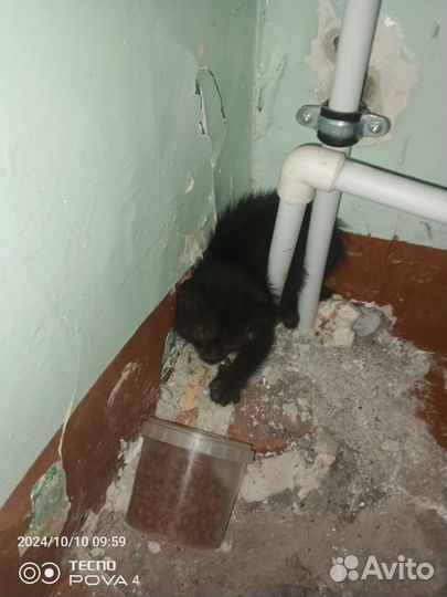 Помогите котенку