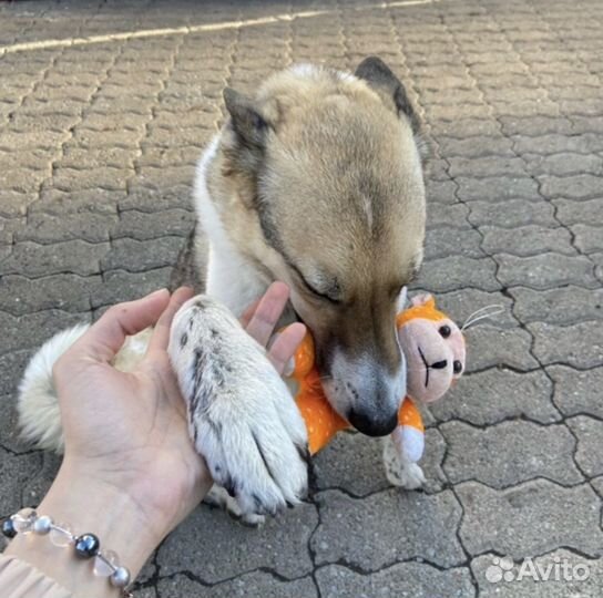 Собака 2 года ищем дом