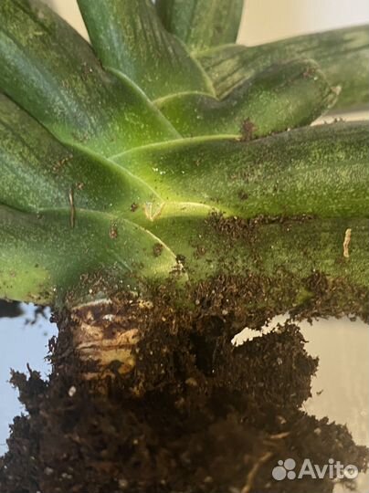 Сансевиерия сортовая бонселенсис