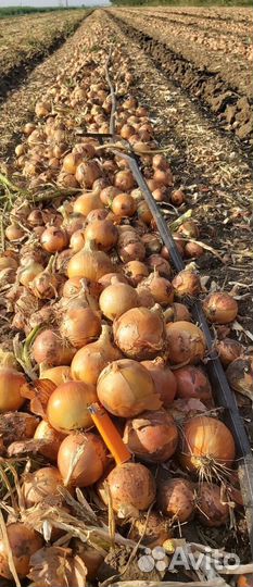 Лук оптом