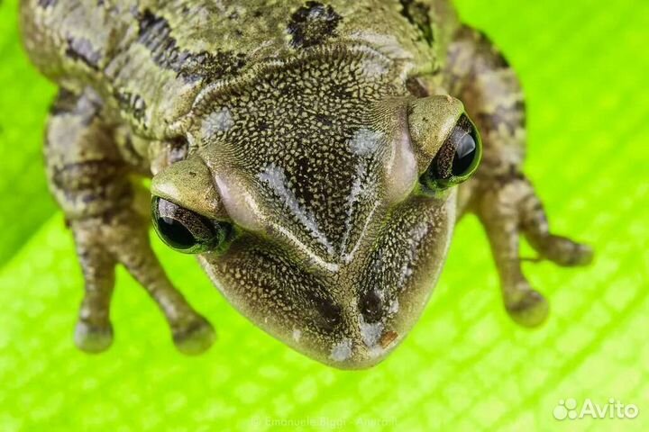 Головастики шлемоголовой лягушки