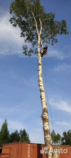 Спилить дерево